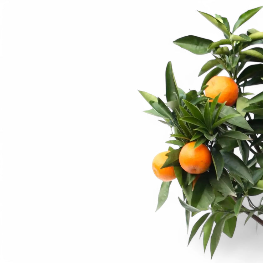 Citrus × sinensis 'Orange' close-up of leaf on white background.