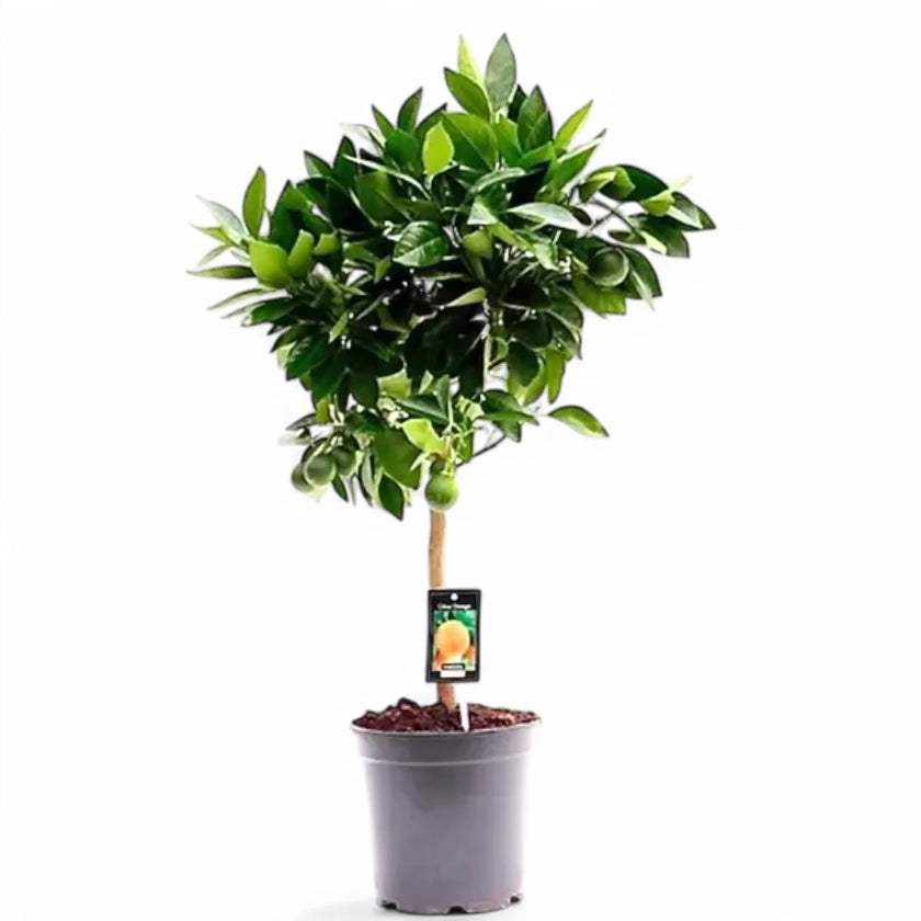 Citrus × sinensis 'Orange' potted plant in nursery pot on white background.