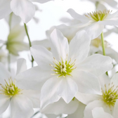 Clematis 'Avalanche' – Nahaufnahme.