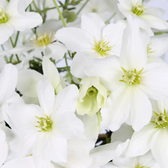 Clematis 'Avalanche' – Detailaufnahme.