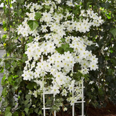 Clematis 'Avalanche' – Nahaufnahme.