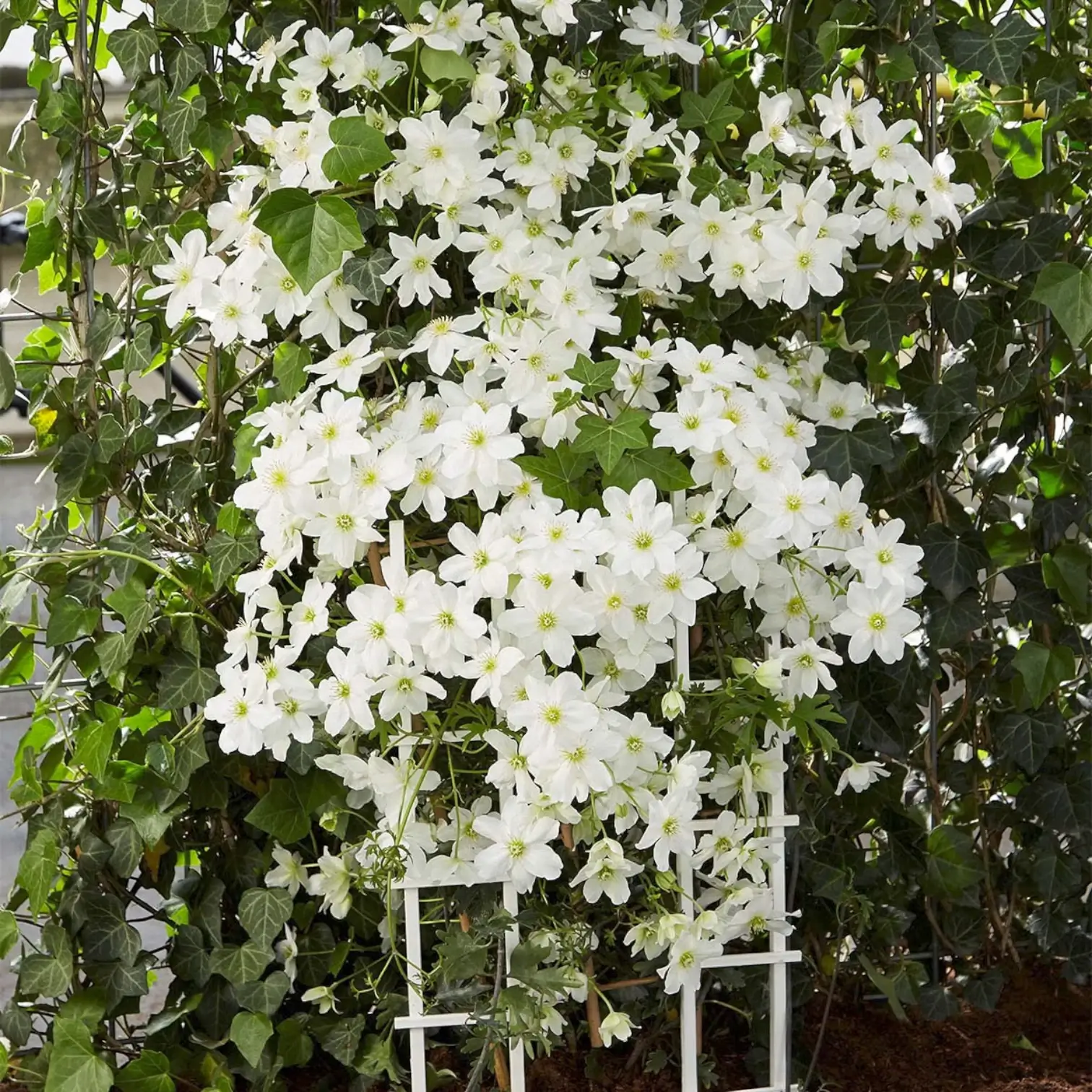 Clematis 'Avalanche' – Nahaufnahme.