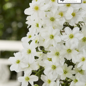 Clematis 'Avalanche' – Detailaufnahme der Pflanze.