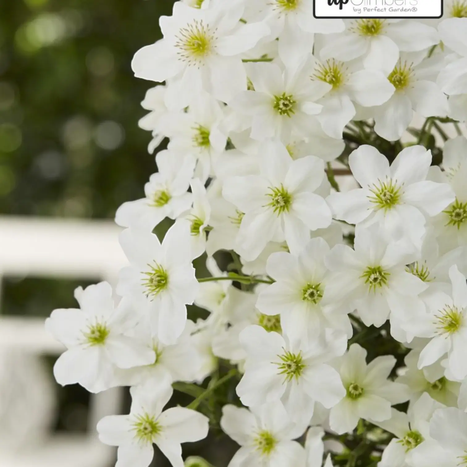 Clematis 'Avalanche' – Detailaufnahme der Pflanze.