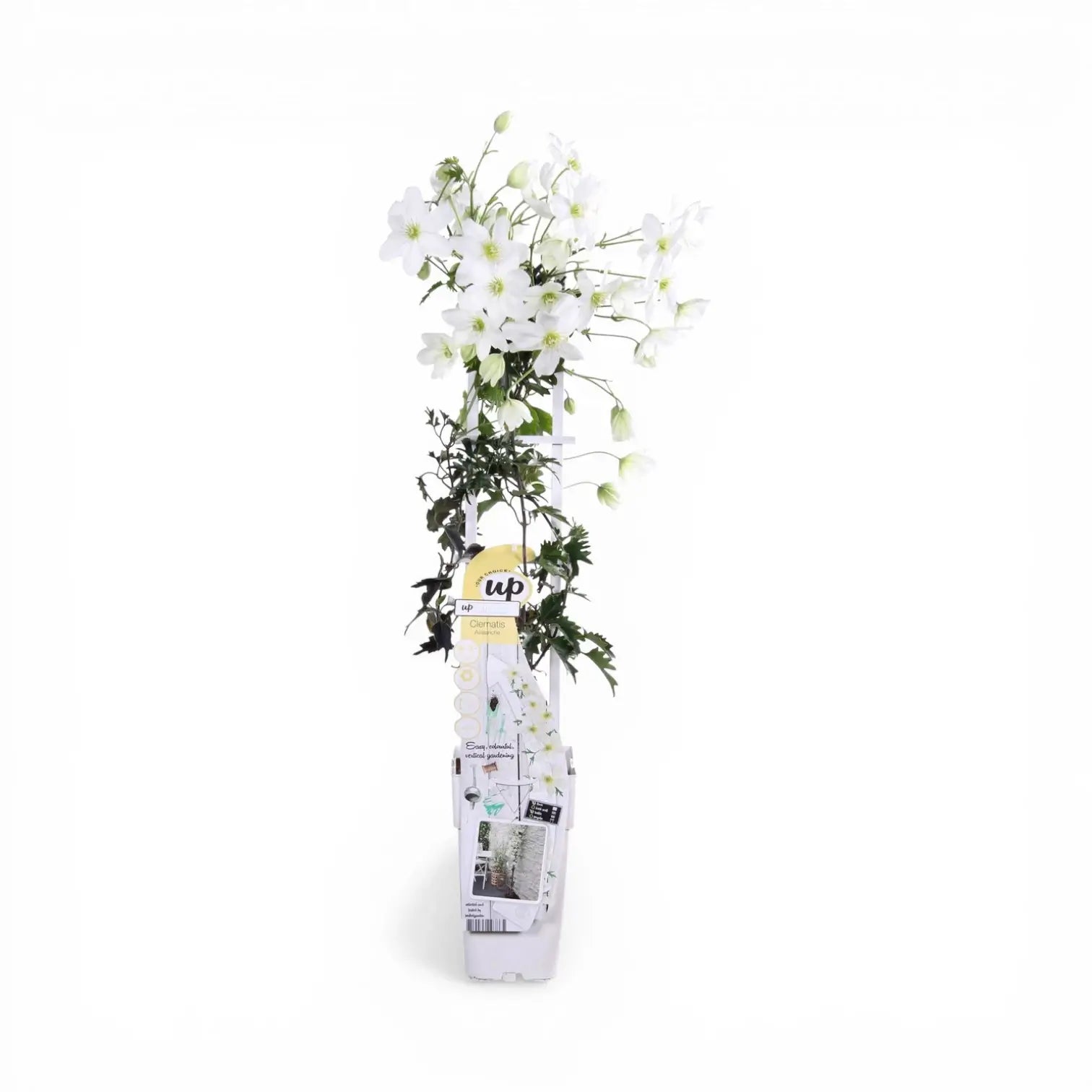 Clematis 'Avalanche' – Detailaufnahme der Pflanze.