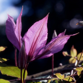 Clematis 'Hagley Hybrid' – Detailaufnahme.