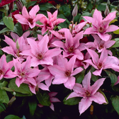 Clematis 'Hagley Hybrid' – Nahaufnahme.
