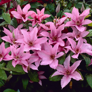 Clematis 'Hagley Hybrid' – Nahaufnahme.