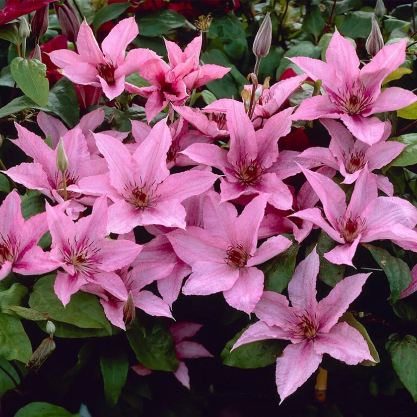Clematis 'Hagley Hybrid' – Nahaufnahme.