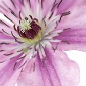 Clematis 'Hagley Hybrid' – Detailaufnahme der Pflanze.