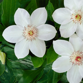 Clematis 'Miss Bateman' plant detail.