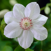 Clematis 'Miss Bateman' plant detail.