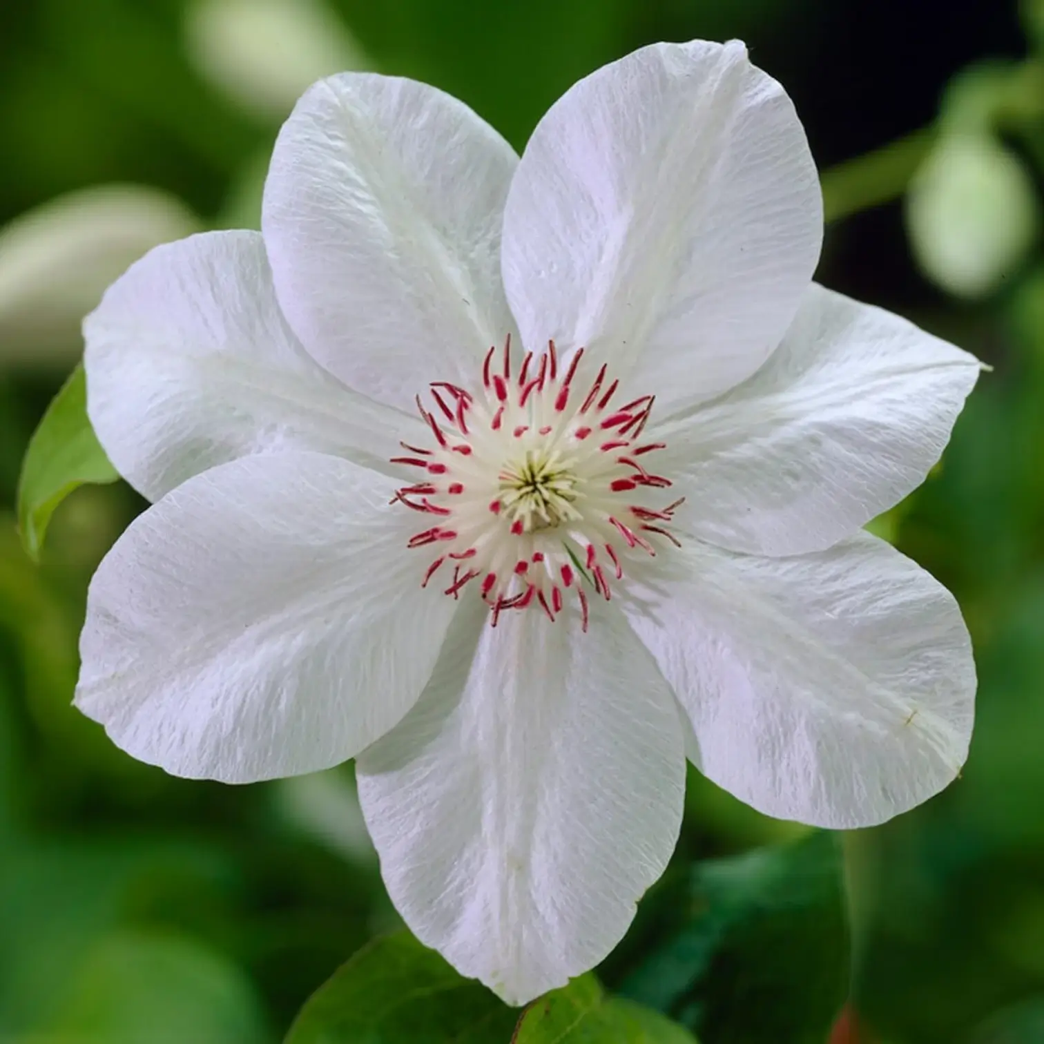 Clematis 'Miss Bateman' plant detail.