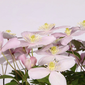 Clematis montana 'Rubens' – Detailaufnahme der Pflanze.