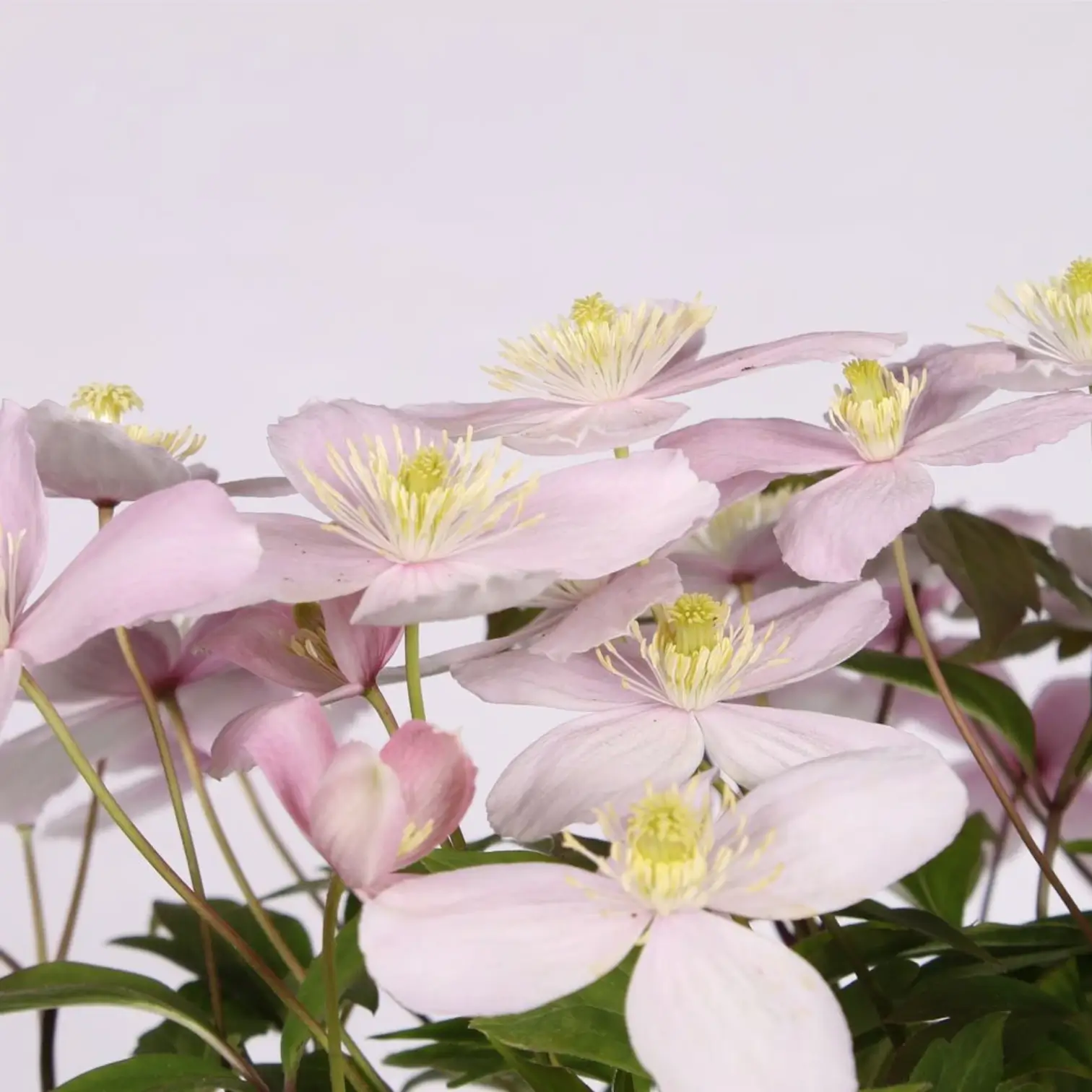 Clematis montana 'Rubens' – Detailaufnahme der Pflanze.