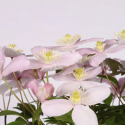 Clematis montana 'Rubens' – Detailaufnahme der Pflanze.