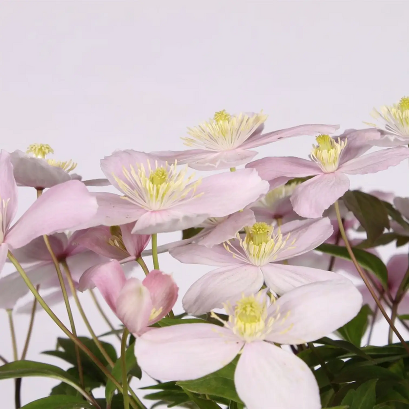 Clematis montana 'Rubens' plant detail.