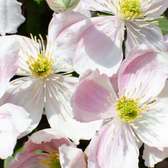 Clematis montana 'Tetrarose' – Nahaufnahme.