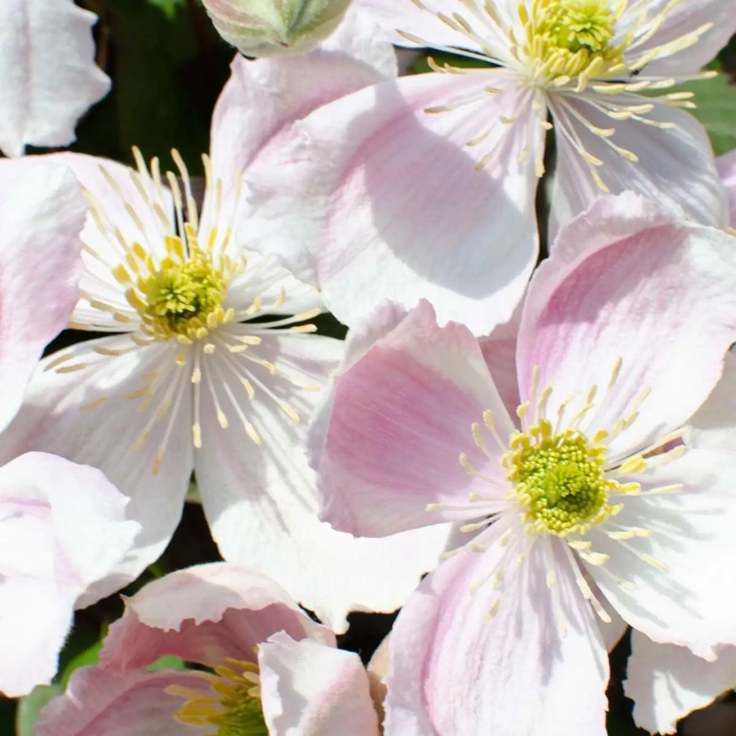 Clematis montana 'Tetrarose' – Nahaufnahme.