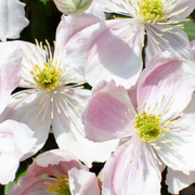 Clematis montana 'Tetrarose' – Nahaufnahme.