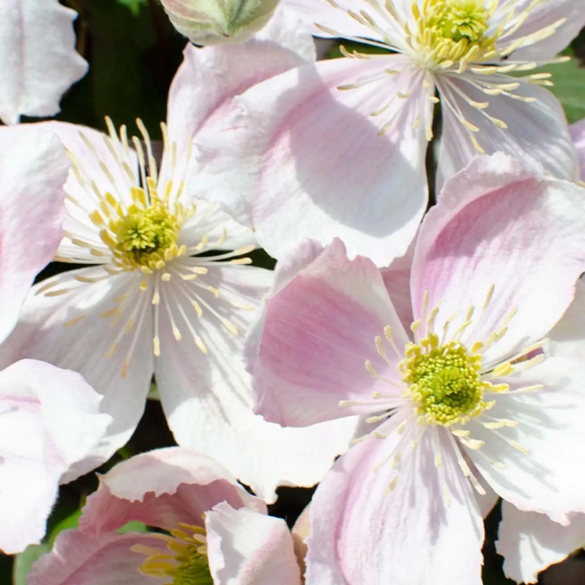 Clematis montana 'Tetrarose' close-up detail.