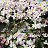 Clematis montana 'Tetrarose' – Nahaufnahme.