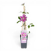 Clematis 'Piilu' – Detailaufnahme der Pflanze.