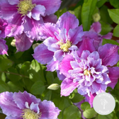 Clematis 'Piilu' – Detailaufnahme der Pflanze.