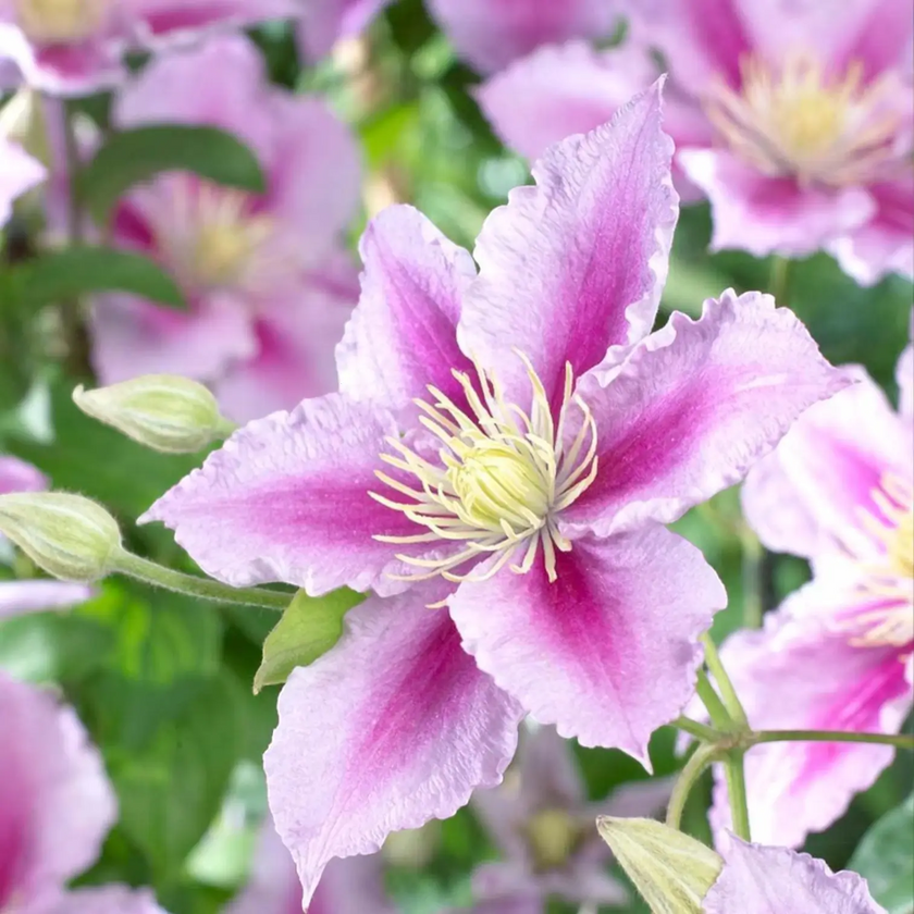 Clematis 'Piilu' – Detailaufnahme der Pflanze.