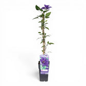 Clematis 'The President' – Nahaufnahme.