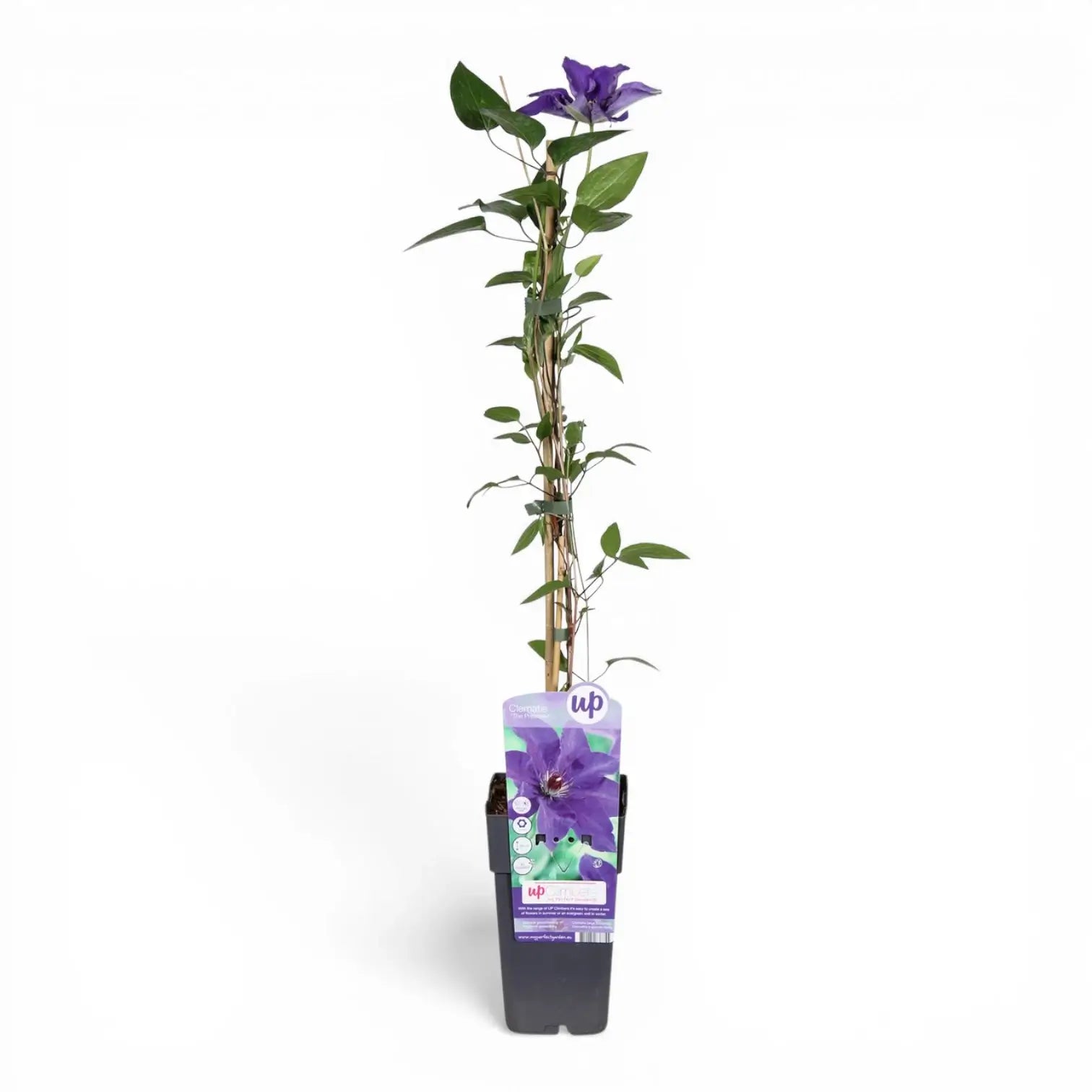Clematis 'The President' – Nahaufnahme.