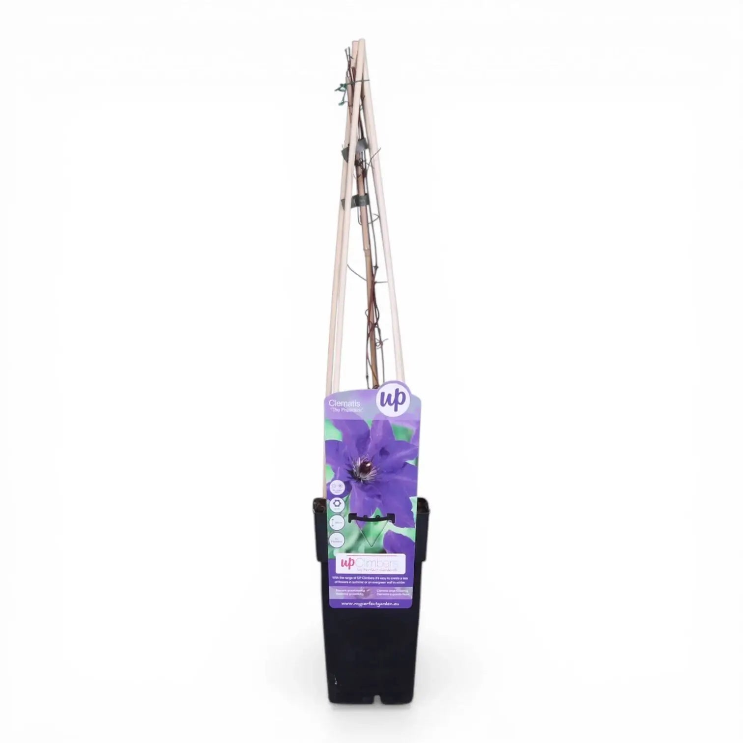Clematis 'The President' – Nahaufnahme.