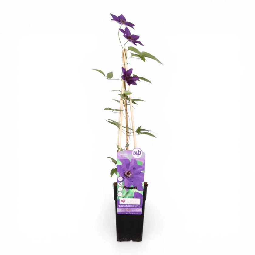 Clematis 'The President' – Nahaufnahme.