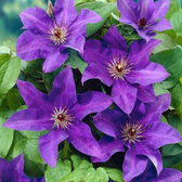 Clematis 'The President' – Detailaufnahme.
