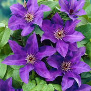 Clematis 'The President' – Detailaufnahme.