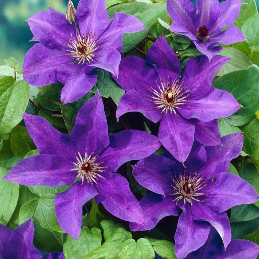 Clematis 'The President' – Detailaufnahme.