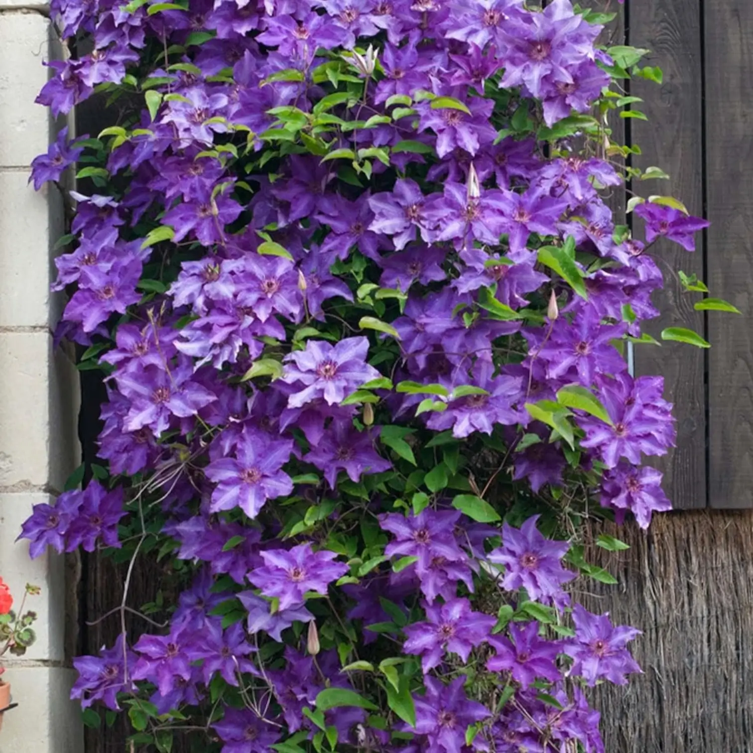 Clematis 'The President' – Nahaufnahme.
