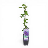 Clematis 'The President' – Detailaufnahme der Pflanze.