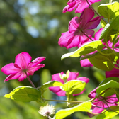 Clematis 'Ville de Lyon' – Nahaufnahme.