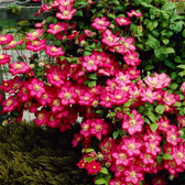 Clematis 'Ville de Lyon' – Nahaufnahme.