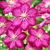 Clematis 'Ville de Lyon' – Detailaufnahme der Pflanze.