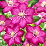 Clematis 'Ville de Lyon' – Detailaufnahme der Pflanze.