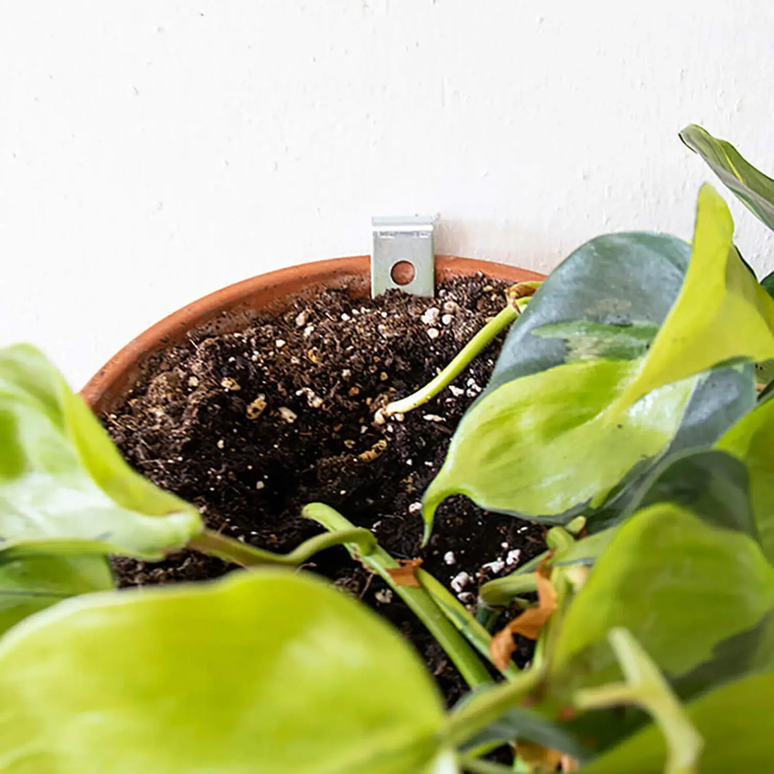 Clippy - Wall mounting Kit for 5 Plant Pots on white background.
