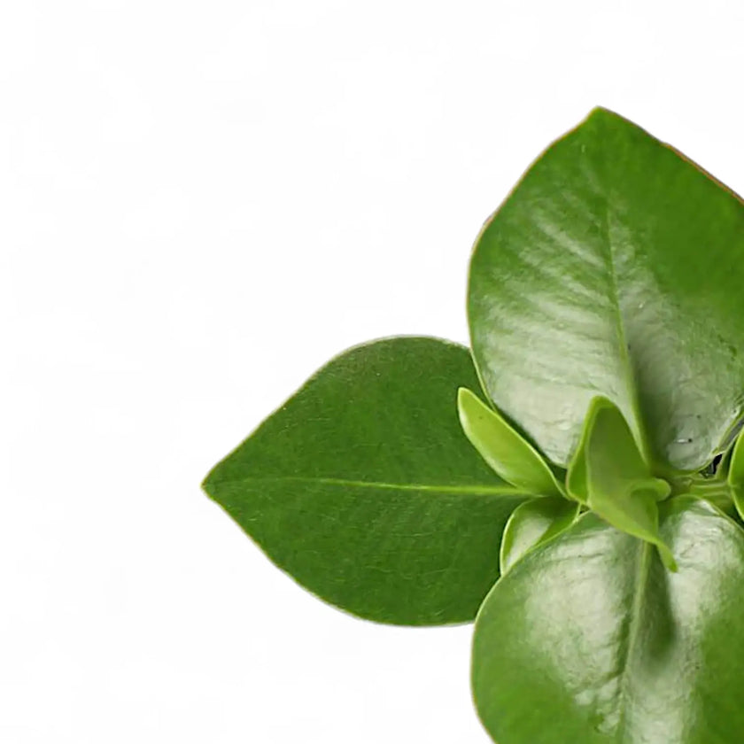Clusia rosea 'Princess' leaf detail on white background.