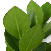 Thick glossy leaf of Clusia rosea ‘Princess’