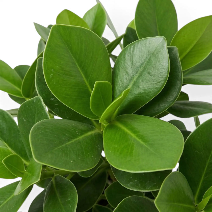 Thick glossy leaf of Clusia rosea ‘Princess’