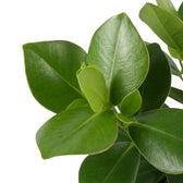 Thick glossy leaf of Clusia rosea ‘Princess’