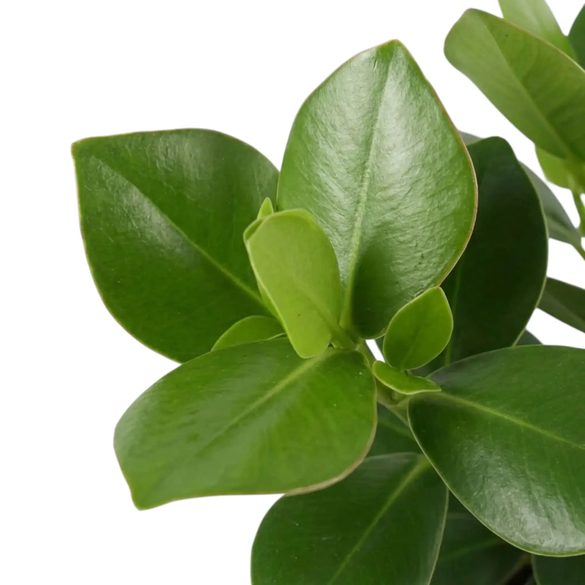 Thick glossy leaf of Clusia rosea ‘Princess’
