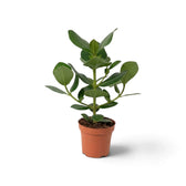 Clusia rosea ‘Princess’ with thick glossy leaves in a nursery pot