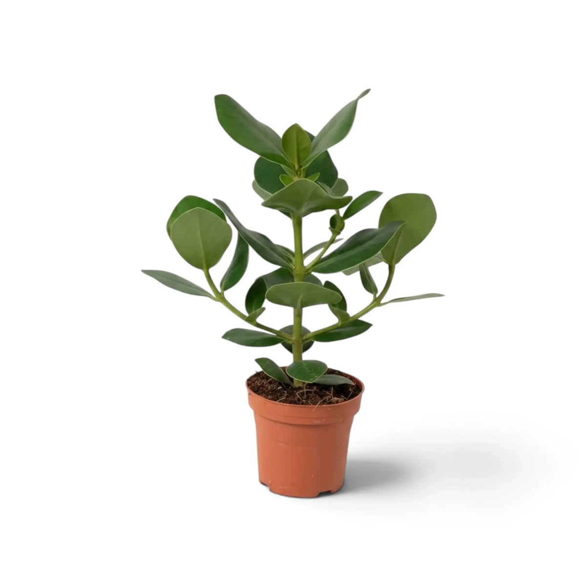 Clusia rosea ‘Princess’ with thick glossy leaves in a nursery pot